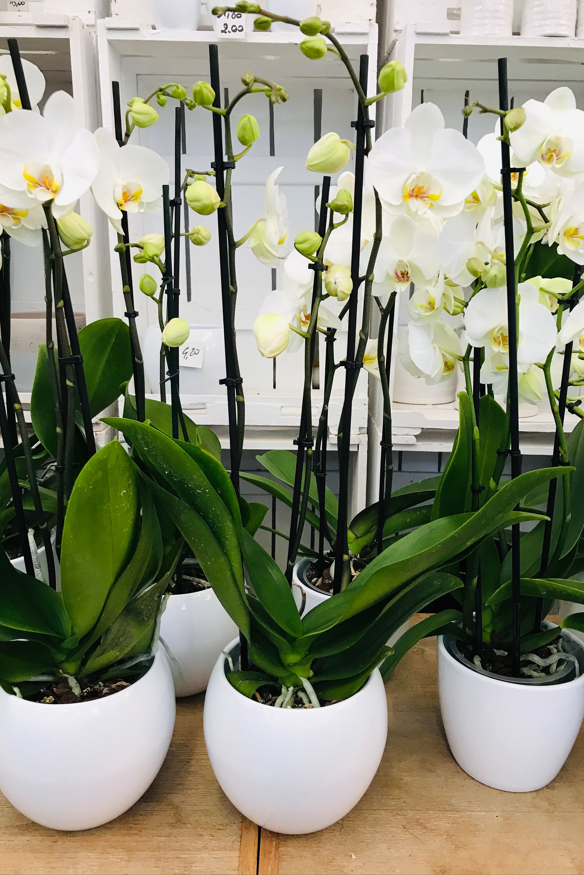 Witte Orchidee in pot